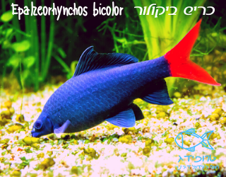 כריש ביקולור Epalzeorhynchos Bicolor למידע על הדג הכנסו