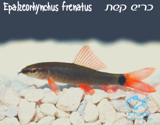 כריש קשת Epalzeorhynchus Frenatus טרופידג חווה לגידול דגי נוי