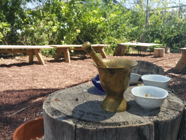 חוות האפרסמון בצומת אלמוג ים המלח