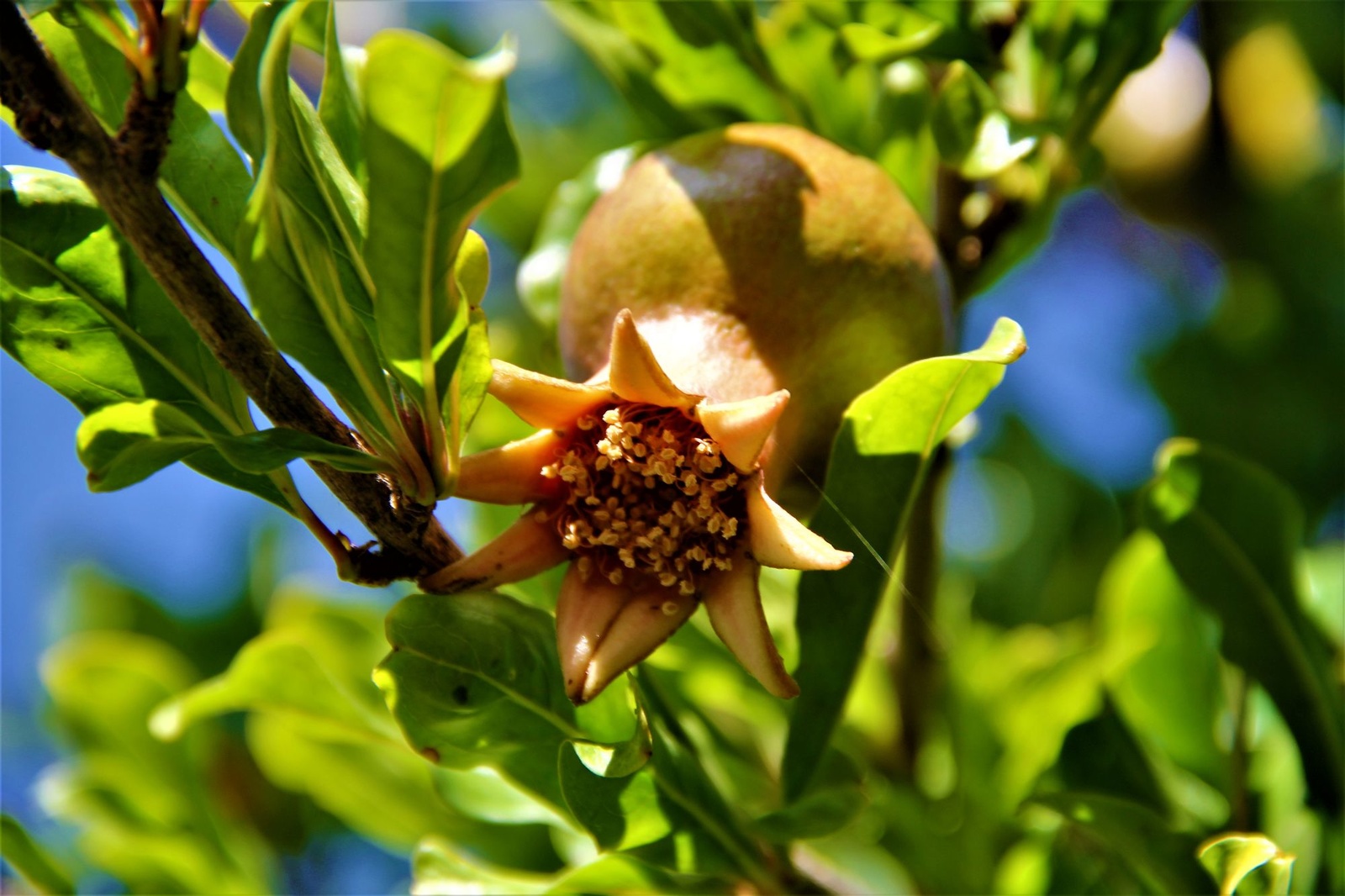 סיור סליחות בצפת - צילום: טלי בן אברהם