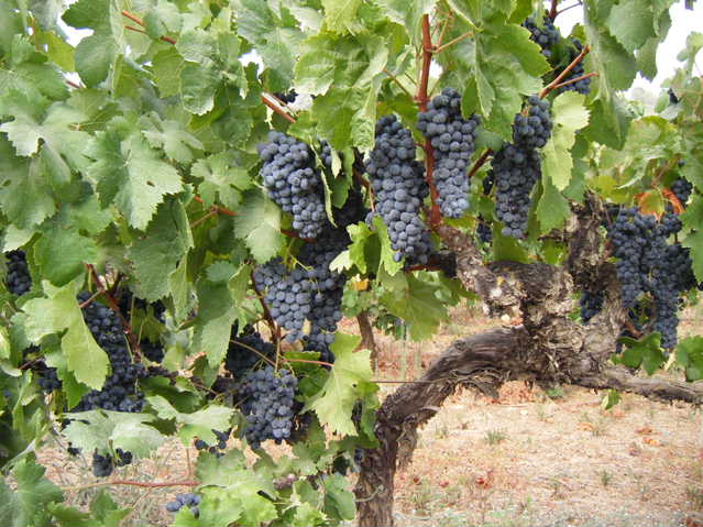 יקבים בשפלת יהודה והרי ירושלים