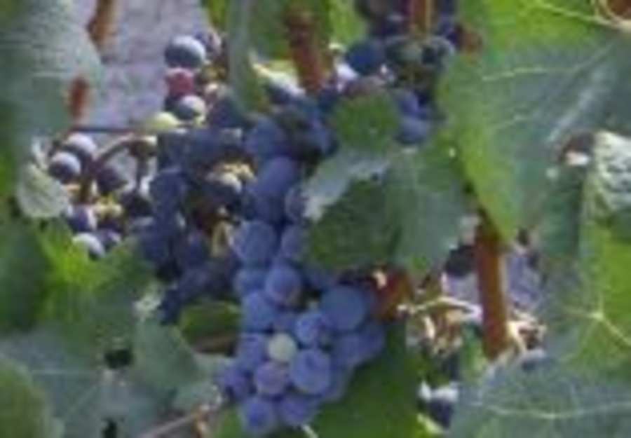 סיור קולינרי בהרי ירושלים ויהודה סיור קולינרי בהרי ירושלים ויהודה