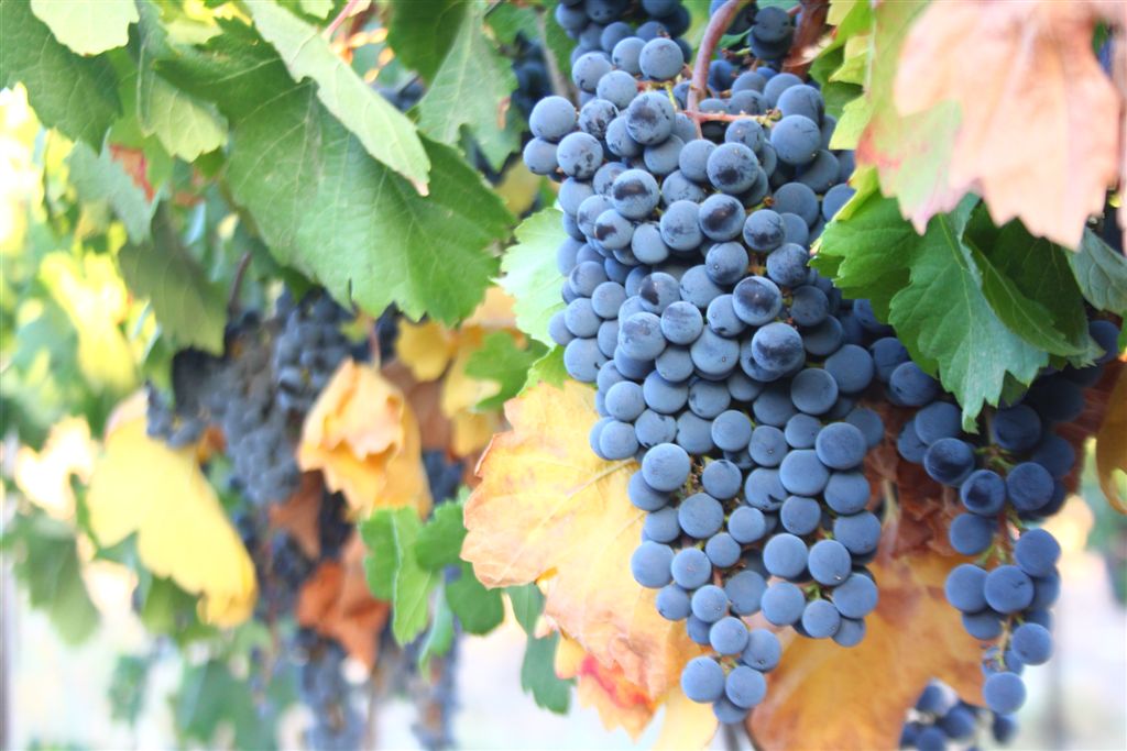 יקבים בהרי יהודה והשפלה- עבר הווה עתיד