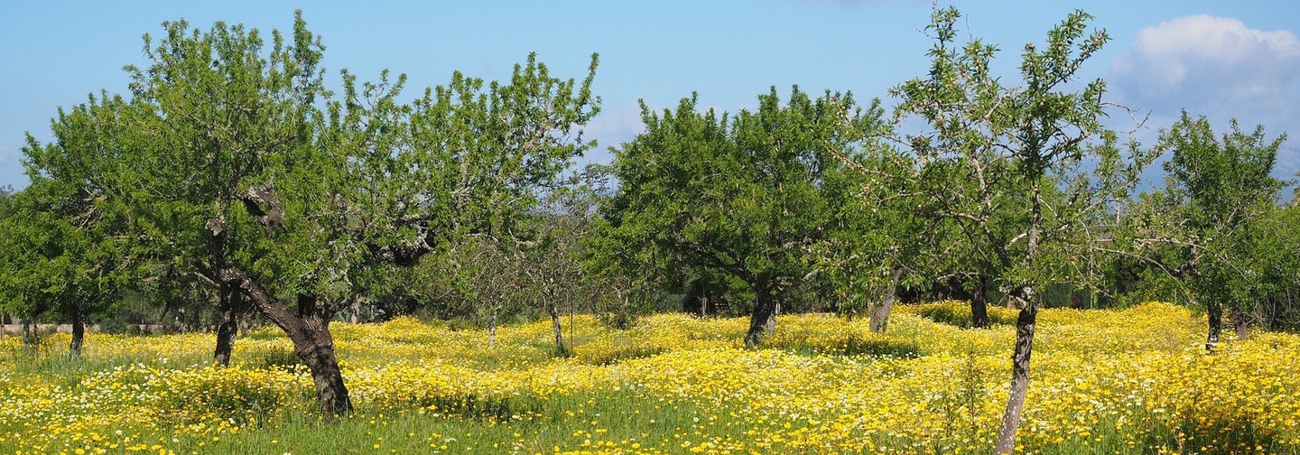 Adopt an Olive Tree in Palestine