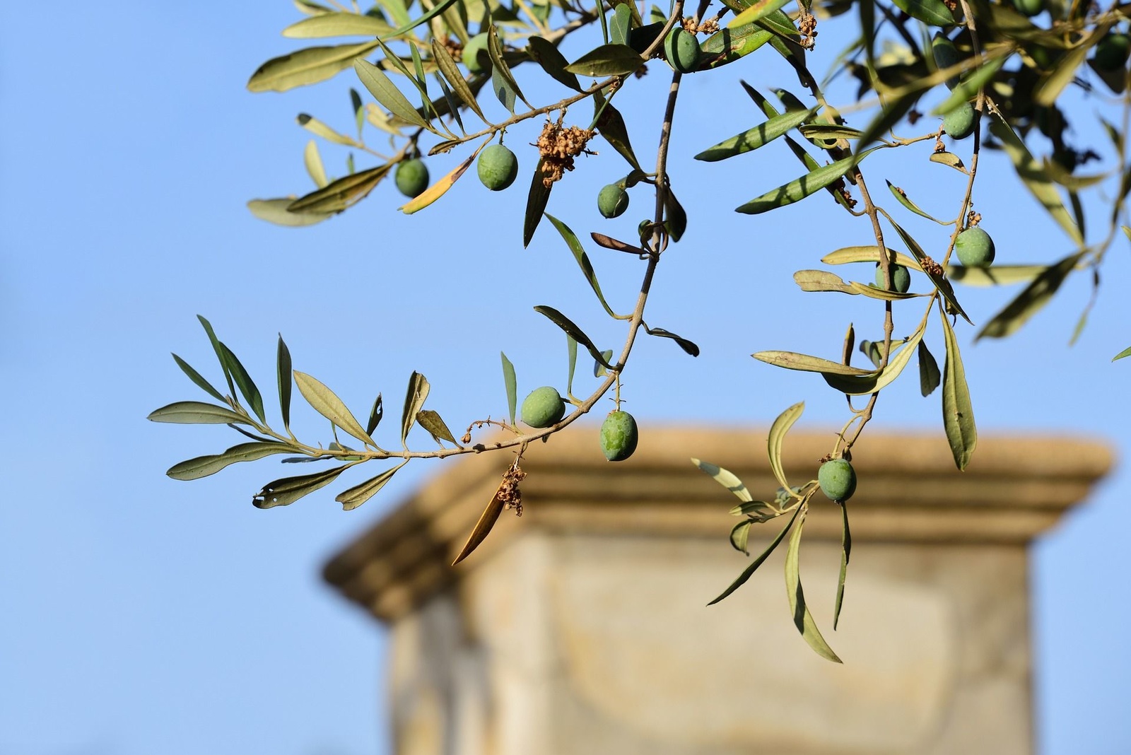 What does the olive branch symbolize in Christianity? What does the olive branch symbolize in Christianity?