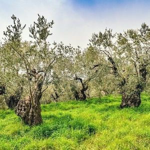 Adopt an Olive tree in Jerusalem