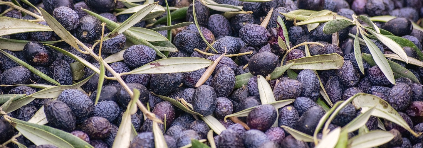 Jerusalem olives