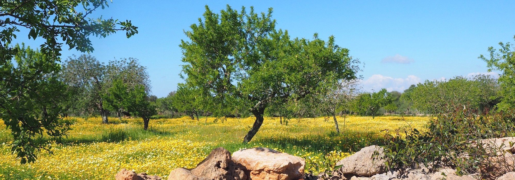 Adopt an Olive Tree in Palestine