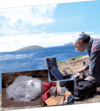 their feather color and ornamental appearance are used to